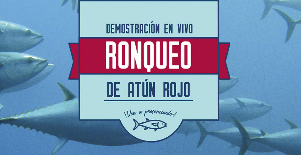 RONQUEO DEL ATÚN EN DIRECTO